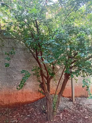 Árvores frutíferas