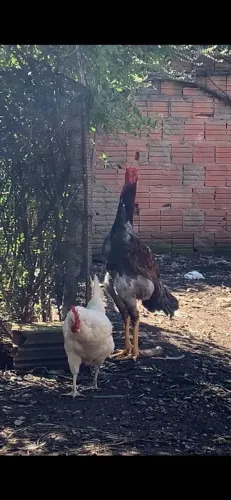 Frango Índio Gigante