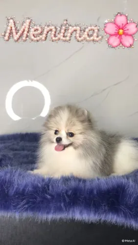 Fêmea de Lulu da Pomerânia- Spitz Alemão Anão 