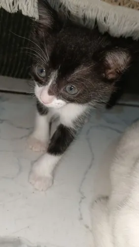 Doação de gatinhos
