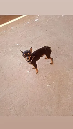 Pincher Disponível !!