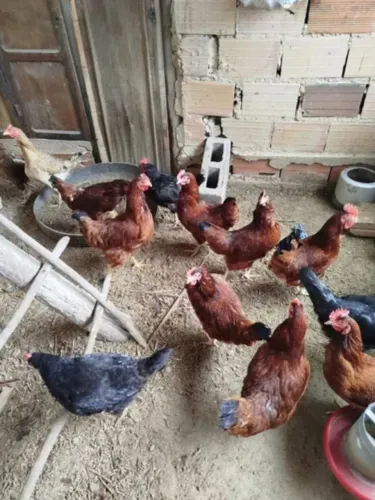 Vende-se galinhas 