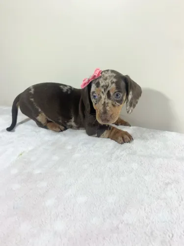 Dachshund Cofap Basset Teckel Salsicha Arlequim Mofado