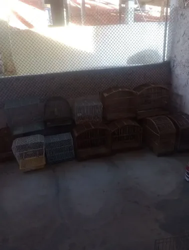 Acessório para pet