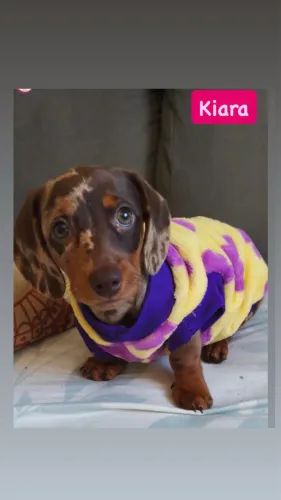 Dachshund salsicha  com pedigree / mofadinho e chocolate ! Várias cores 