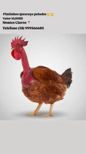 Pintinhos pescoço pelado 