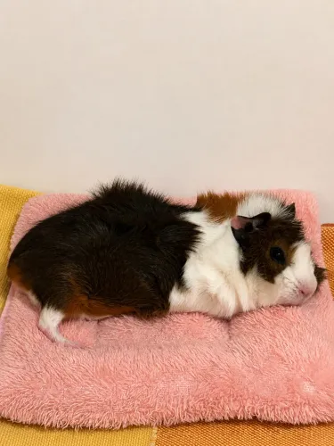 Vende-se Porquinhas da Índia