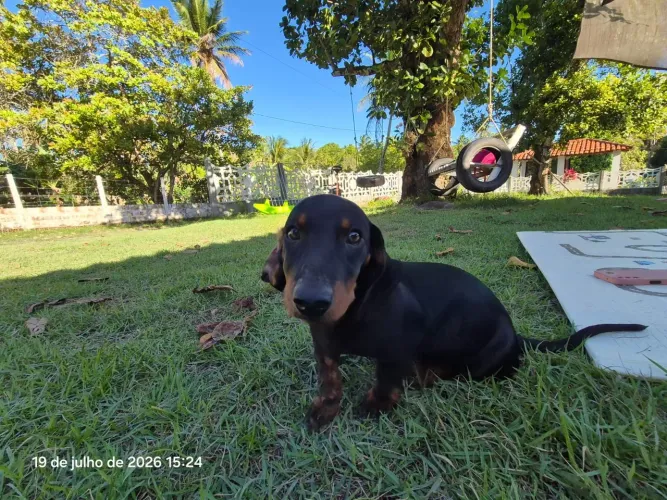 Filhote de dachshund macho (aceito cartão)