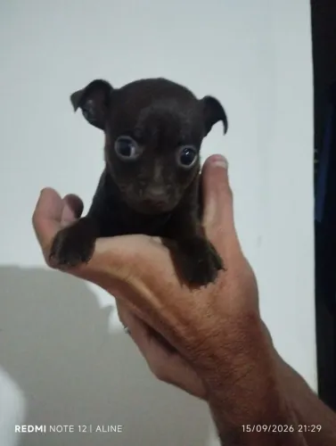 Pinscher Tamanho N° 0