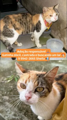 Gatinha castrada para adoção