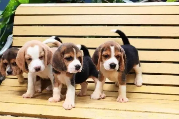 Beagle Esse pequeno foi feito para colecionar momentos felizes