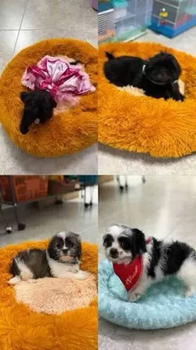 peludinhos lhasa poodle