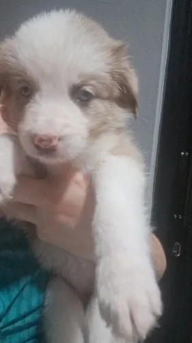 Vende se filhotes de Border Collie