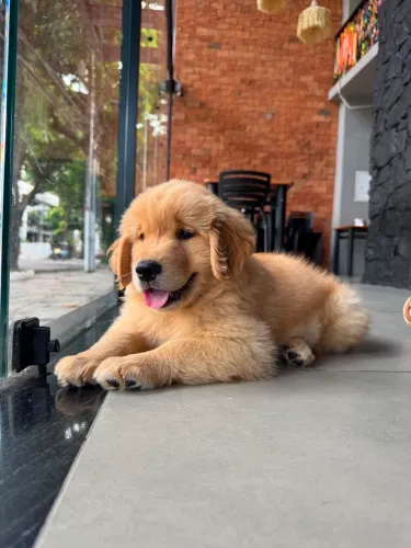 Filhote de Goldem Retriver
