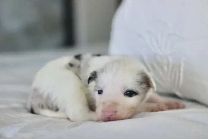 Filhotes de Border Collie | Um amigo que faz diferença.