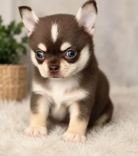 Chihuahua. Um lindo rapazinho Pêlo curto alegre e carinhoso! 