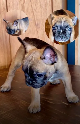 Buldogue francês 