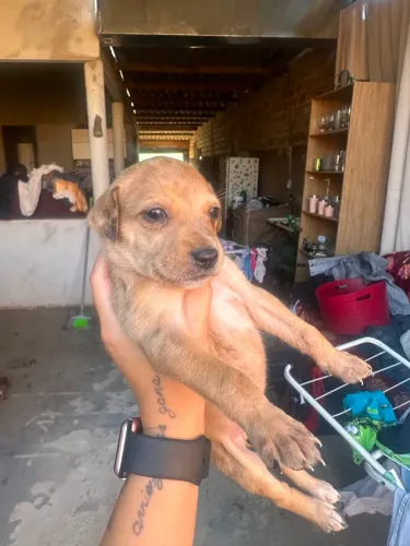 Doa-se 1 cachorro fêmea