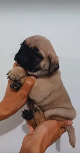Pug: Segurança e Garantia de Saúde em Contrato