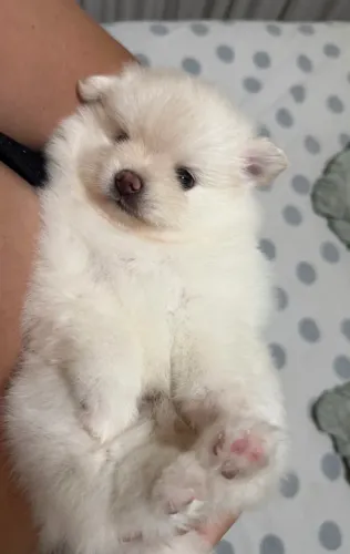 Lulu da pomerania fêmea mini