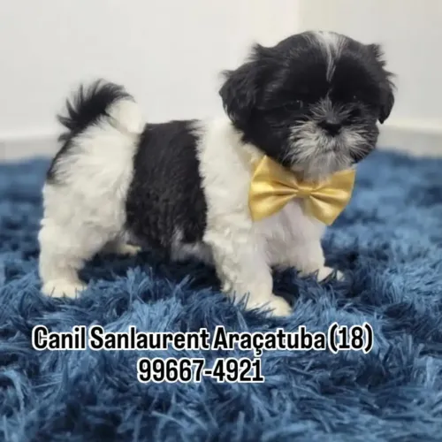 Shitzu miniatura macho