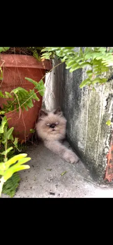 Gata persa