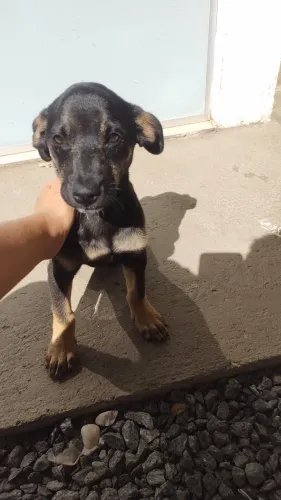 Cachorra fêmea viralata 