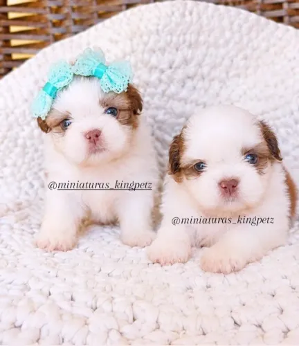 Filhotes de Shih-tzu padrão de excelência pra quem é exigente 