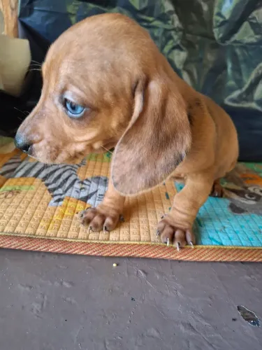 Linguicinha Lindos!! A venda 
