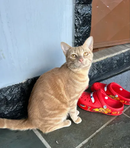 Doa-se gato