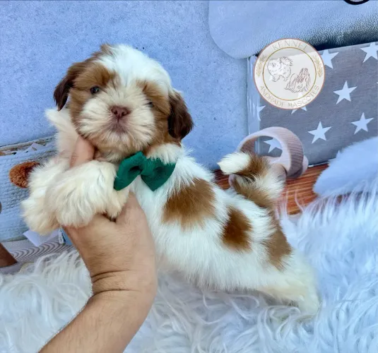 Filhotes Machos de Shih tzu