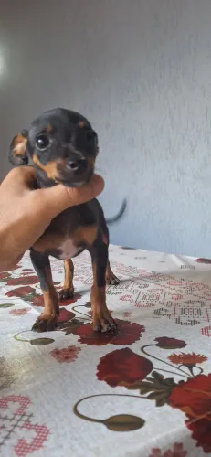 Pinscher 1 - 0