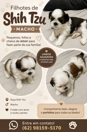 Shih Tzu Machos e fêmea filhotes