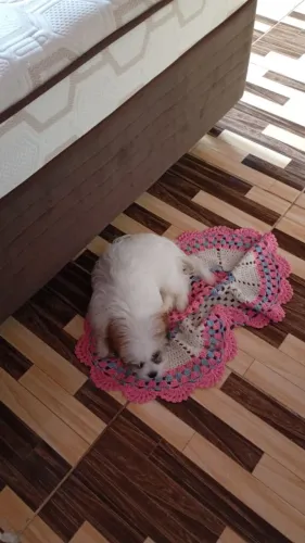 Dog shih Tzu misturado.