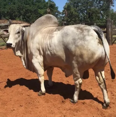 Vende-se boi Nelori, pelagem branca e cinza , aproximadamente 40kg, por apenas 1.200$