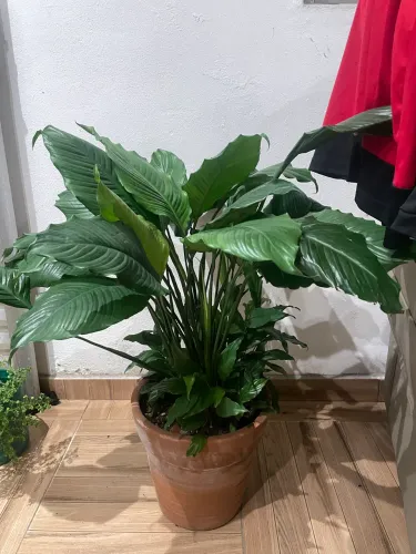 Planta lírio da paz vaso 