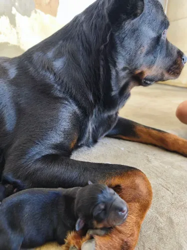 Rottweiler filhotes