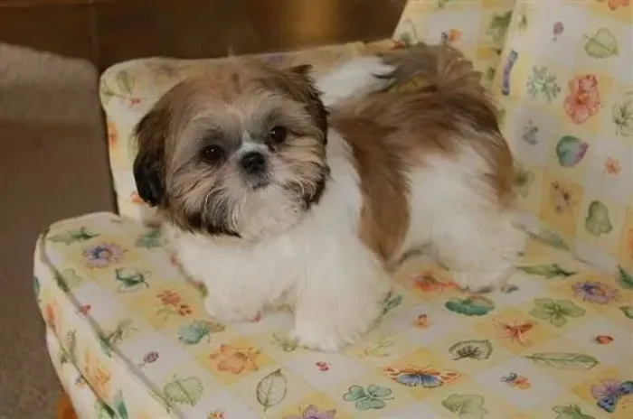 Shihtzu machinho último 