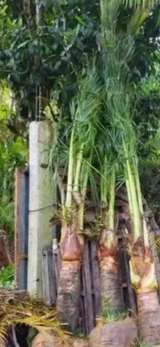 Coco anao 5 mts de altura