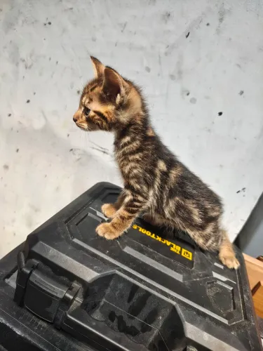 Gatinho macho pra doação
