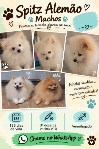Pets