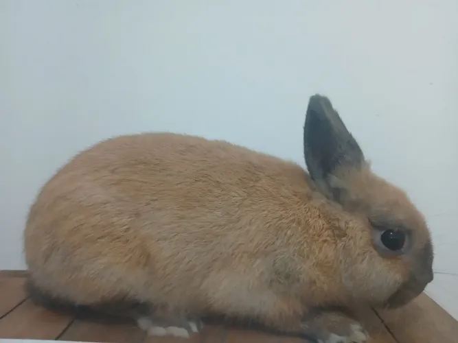 Mini coelho neatherland 