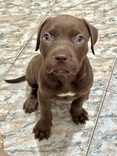 Filhotes pitbull
