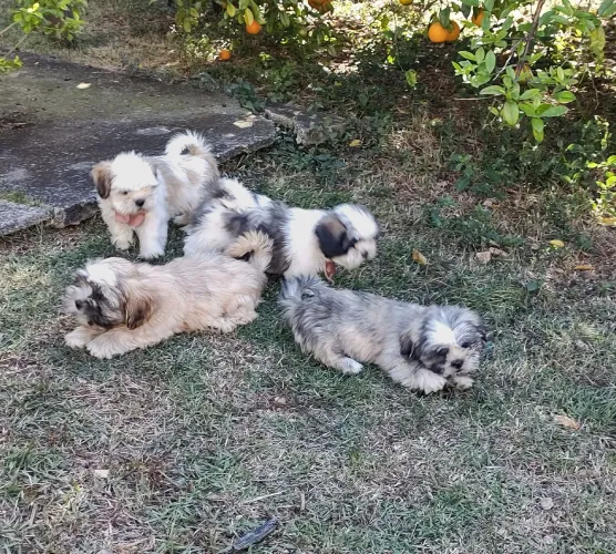Filhotes de Shitzu , nascidos dia 04 de abril , 3 fêmeas  e 1 macho .