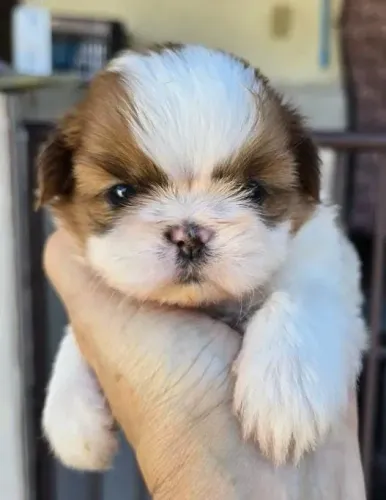 Shihtzu Mini Filhotes Pelagem Lindíssima.