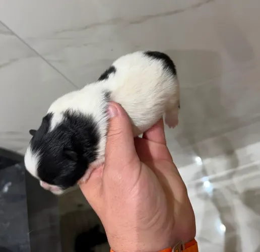 Filhotes Spitz Alemão