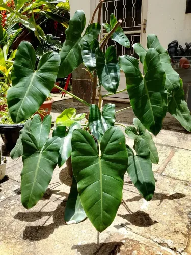 Philodendron 