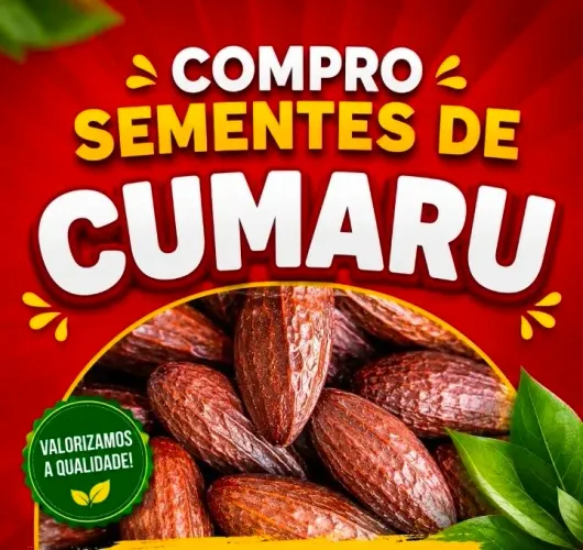 Compro semente de Cumaro seca