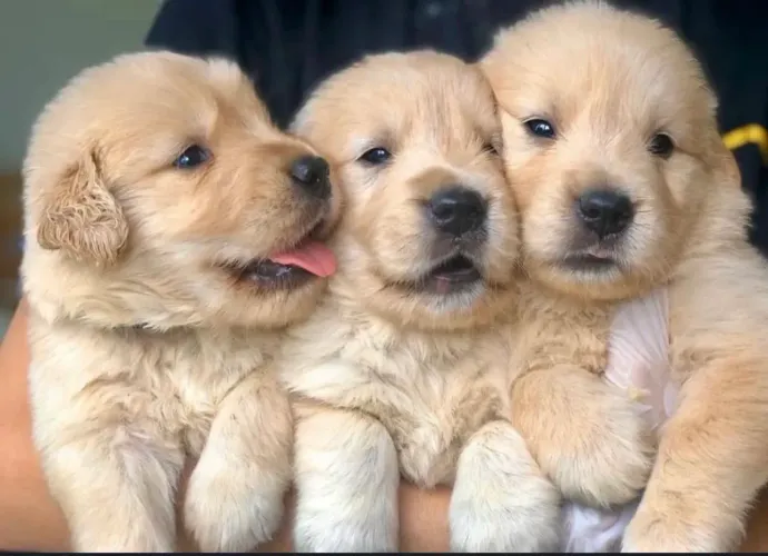 : Golden Retriever Filhote Fofo e Amoroso