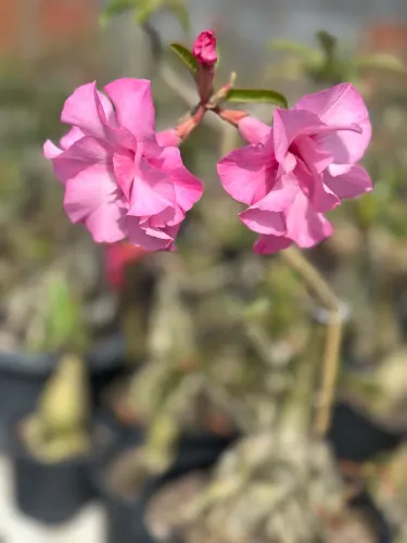 Rosa do deserto enxertada ID Pathumma